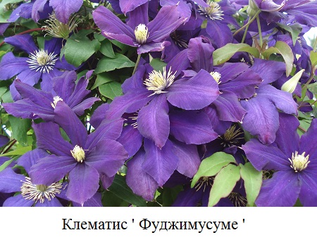 фото Клематис ' Фуджимусуме ' 